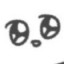 ぴぐの画像